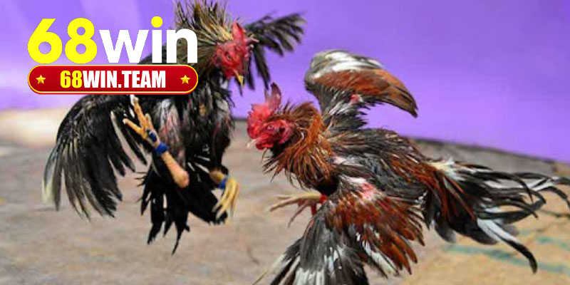 Cược uy tín, hợp pháp đổi thưởng khủng