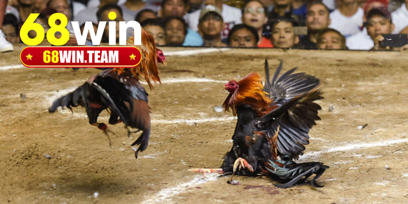 Đặt cược đá gà cựa sắt online cùng 68Win