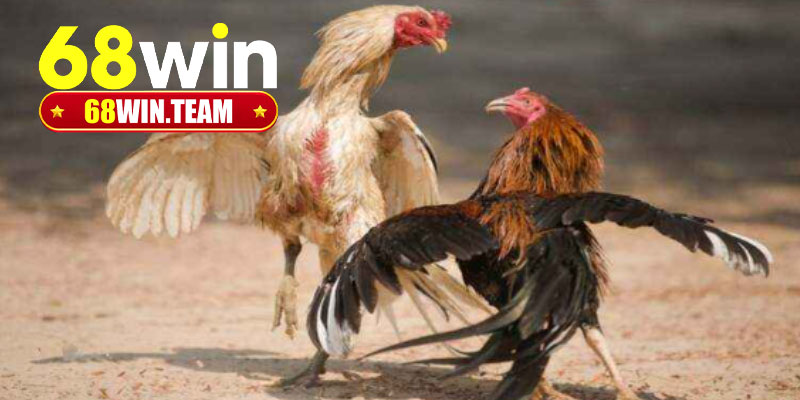 Giới thiệu sảnh đá gà Thomo 68Win