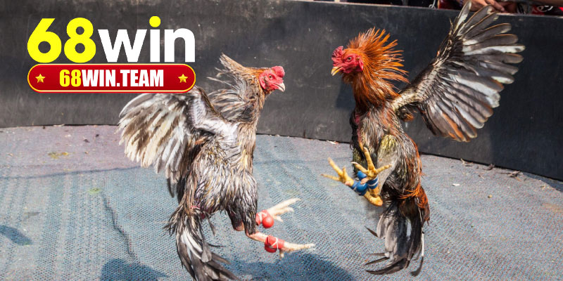 Gợi ý 68Win sân cược đá gà Thomo trực tuyến uy tín