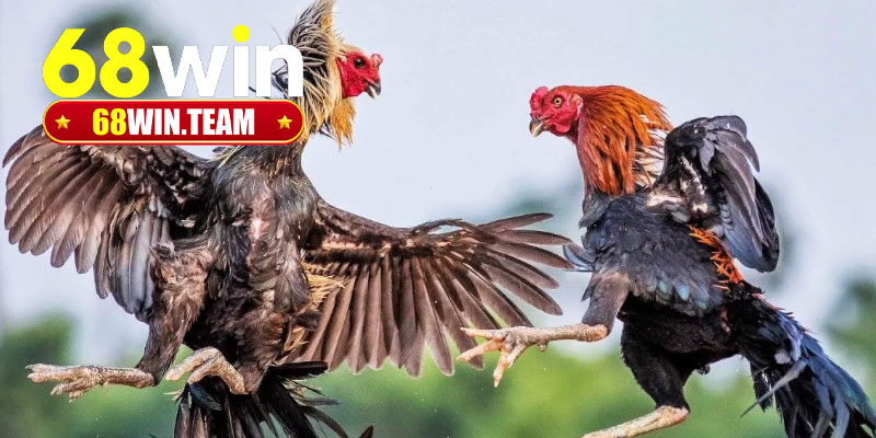 Một số giống gà đá được ưu tiên trong các giải cựa sắt