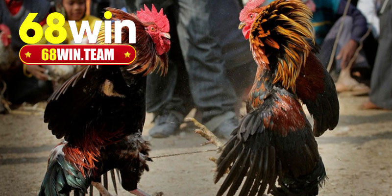 Ưu điểm sảnh cược đá gà cựa sắt